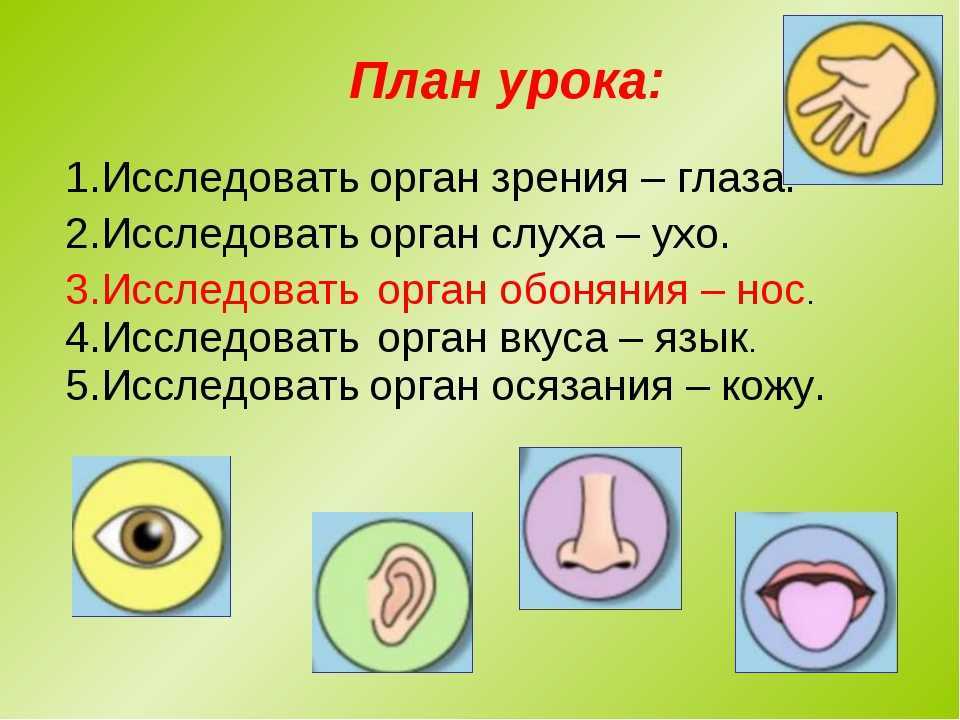 Глаза это орган чувств. Органы чувств. Название органов чувств. Назовите 5 органов чувств человека.. Органы чувств конспект.